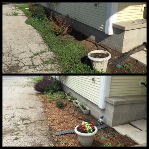 I got tired of battling weeds, so I caved and put in mulch.