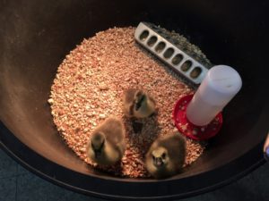 And the goslings that hatched last week.